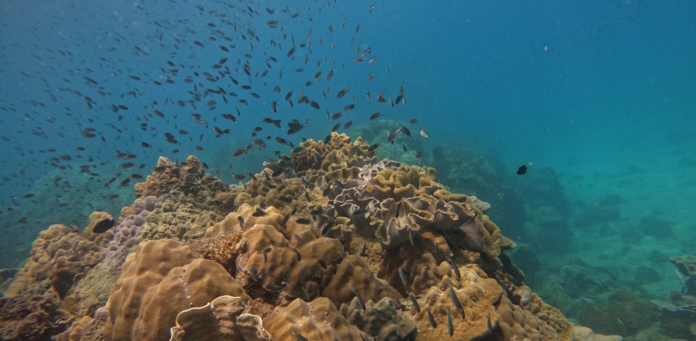 SNORKELING ACTIVITIES