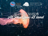 Jellyfish Season at Phu Quoc Island