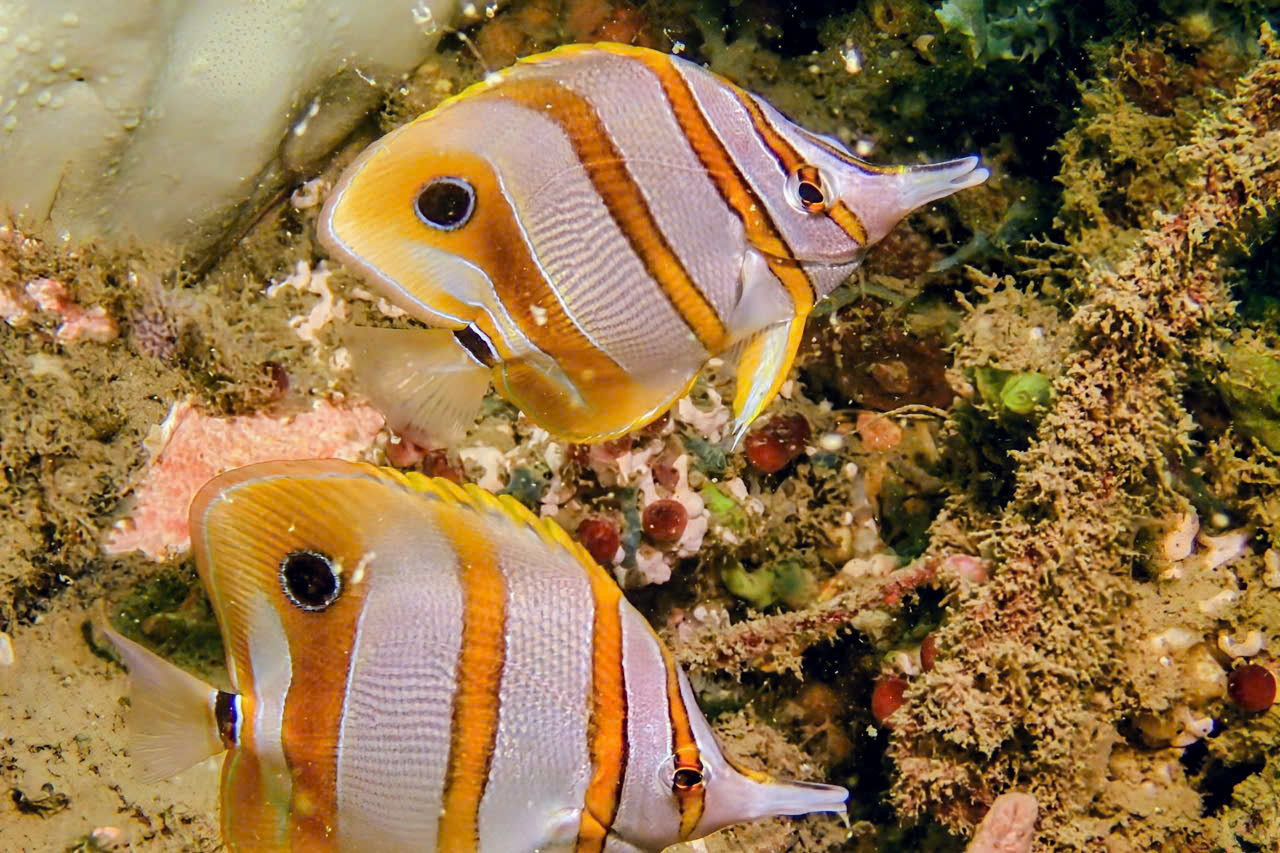 Colorful reef fish