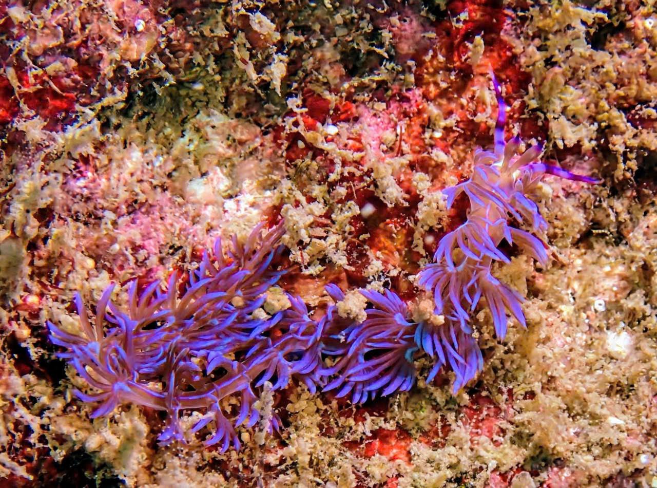 half of all coral species