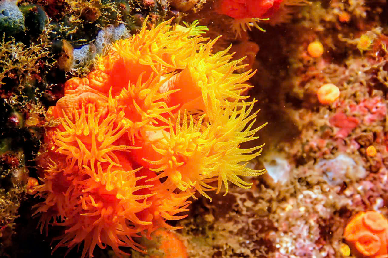 non-certified-guests-try-dive-receive
