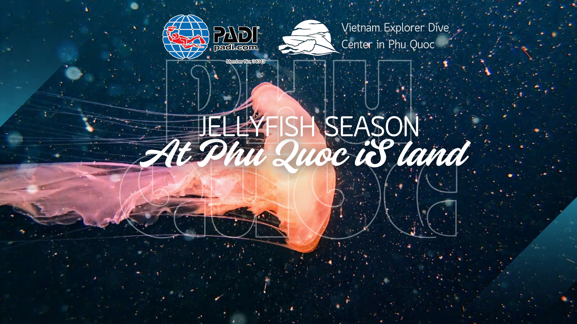 Basic Understanding of Phu Quoc’s Jellyfish