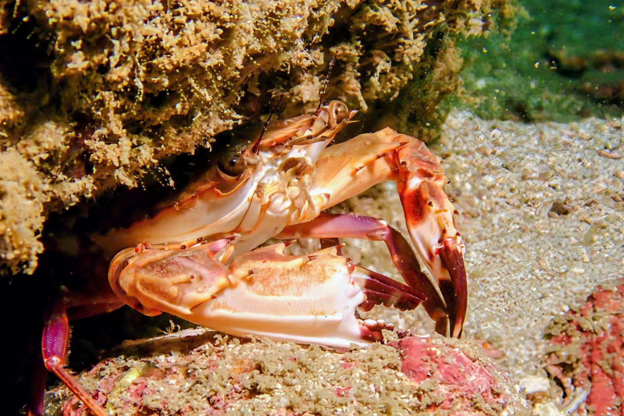 Marine Biodiversity in Vietnam