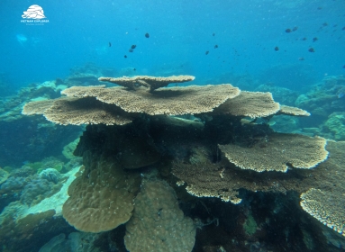 International Scuba Diver in Phu Quoc
